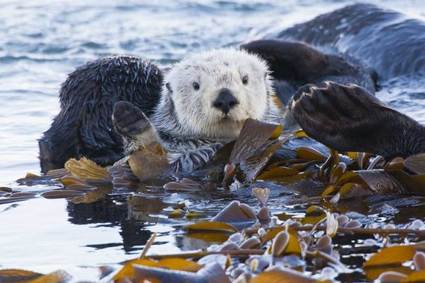 CA, San Luis Obispo, Sea otter wrapped in kelp
